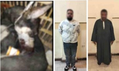 بسبب "فيديو التعذيب".. الأمن يضبط مرتكبي واقعة قتل كلب داخل قفص بالقاهرة