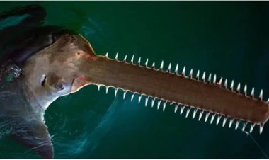 نفوق أسماك مهددة بالانقراض يثير القلق على سواحل فلوريدا: ما الذي يحدث؟