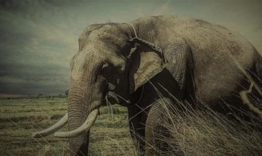 مجمع البحوث الإسلامية يحذر من التشكيك في قصة أصحاب الفيل: مساس بثوابت الدين وإثارة للفتن