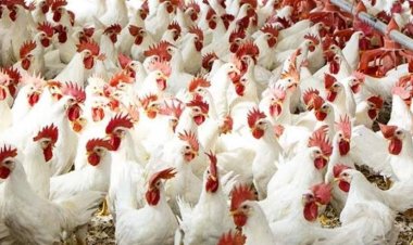 خاص| رئيس الشعبة: أسعار الدواجن تواصل ارتفاعها بالأسواق