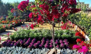 بمشاركة 200 عارض.. تفاصيل الدورة 91 من معرض زهور الربيع