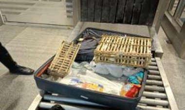 إحباط محاولة  تهريب صقور حية مخبأة داخل حقائب بمطار برج العرب     