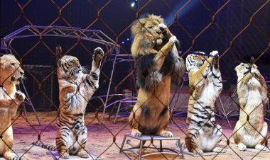 سيرك "فانتزيا الإيطالى" يواصل نجاحاته بمدينة ٦ أكتوبر 