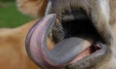 الرابطة الطبية الأوروبية تكشف معلومات خطيرة عن مرض اللسان الأزرق