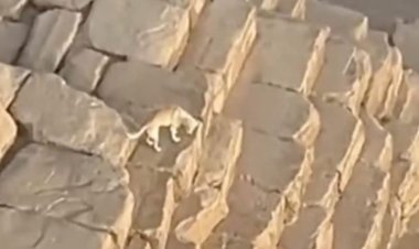 طبيب بيطري يكشف السر وراء تسلق كلب الهرم لقمة «خوفو».. فيديو