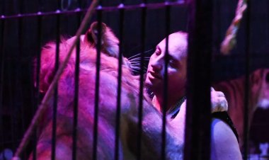 احتفالاً بالعيد.. حفلتان لسيرك محمد ممدوح الحلو وفقرات تقدم لأول مرة