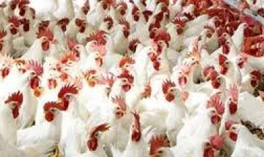 بورصة الدواجن اليوم الفراخ البيضاء.. كم وصلت الأسعار بالأسواق الآن؟