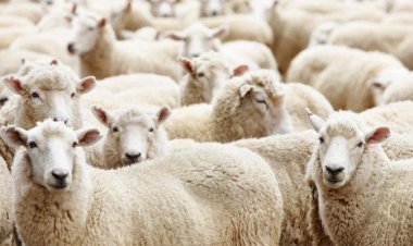 الزراعة تستعد لطرح أضاحي العيد وتكشف عن نسبة التخفيض غير المتوقعة بالأسعار