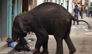 بعد وفاة 150 شخص.. لماذا تهاجم الأفيال أهل تايلاند؟