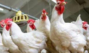 بورصة الدواجن اليوم.. أسعار الفراخ البيضاء ثاني أيام عيد الفطر 2024
