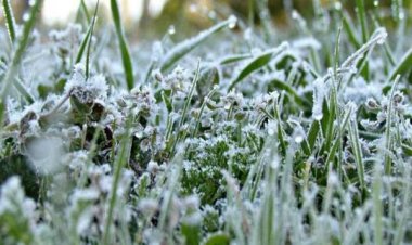 توجيه عاجل من الزراعة لحماية المحاصيل من مخاطر الصقيع