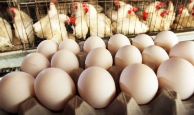 اتحاد الدواجن: الأسعار تراجعت 25%..  وكرتونة البيض بـ 130 جنيها