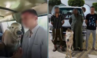 ضبط سائق ومزارعين بالبحيرة لتحميلهم  "جاموسة" داخل ميكروباص بالبحيرة 