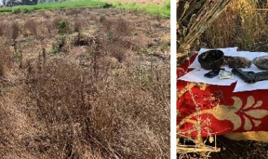 على غرار فيلم الجزيرة.. ضبط مزرعة لمخدر الأفيون فى كفر الشيخ