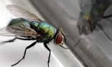 تأثير رياح الخماسين.. ظهور الذباب الصحراوي في مصر والأرصاد تحذر