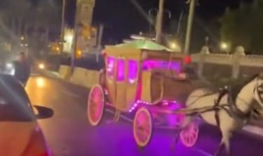 خدهم وجري.. هروب حصان بعروسين خلال حفل زفاف في الإسكندرية
