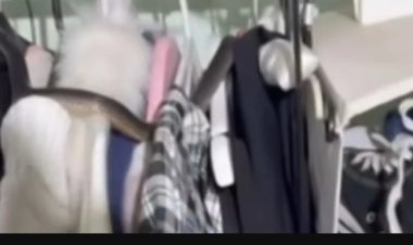 العثور على ثعبان في خزانة ملابس داخل منزل بأستراليا