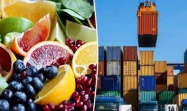 خبير زراعي: صادرات مصر الزراعية الطازجة تتخطى 8.5 مليار دولار