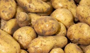 إيقاف 6 شركات عن تصدير البطاطس إلى الأسواق الخارجية