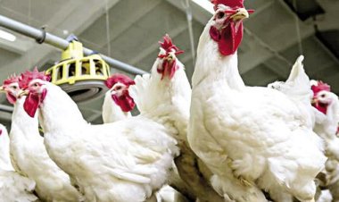  اتحاد منتجي الدواجن: أسعار الفراخ والبيض في رمضان ستكون الأرخص بنسبة 35% 