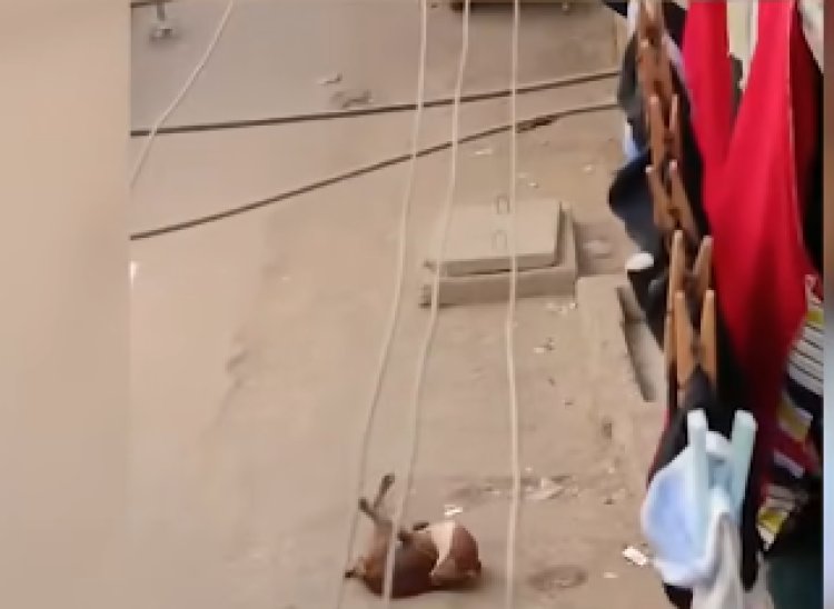 الأمن يكشف ملابسات فيديو إلقاء ماء ساخن على كلب بأسيوط