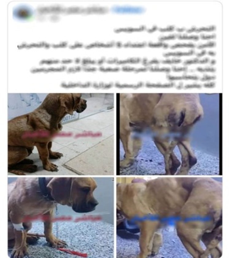 القبض على سيدة أدعت تعدي 4 شباب على كلب بالسويس