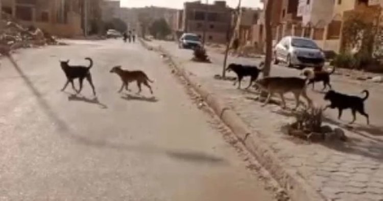  تفاصيل مصرع الطفلة سلسبيل إثر هجوم كلاب ضالة