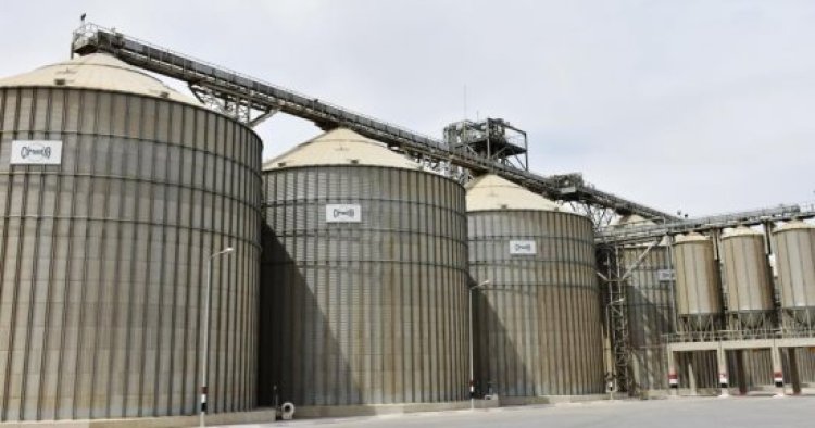 شون وصوامع المنيا تستقبل 188 ألف طن من محصول القمح لموسم حصاد 2024