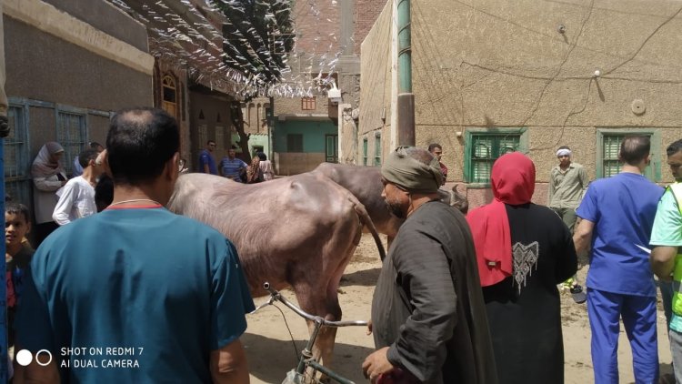 «الزراعة» تختتم فعاليات القافلة البيطرية المجانية بقرى سوهاج