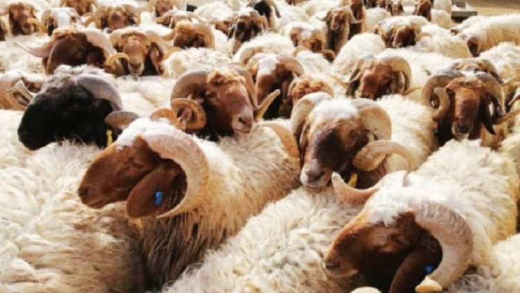 مع اقتراب عيد الأضحى.. الأزهر يحذر من 4 عيوب لا تجوز في الأضاحي