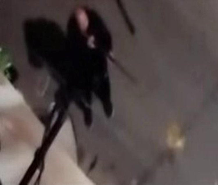 ضبط شخص أطلق النار على كلاب ضالة ببندقية رش في مصر الجديدة