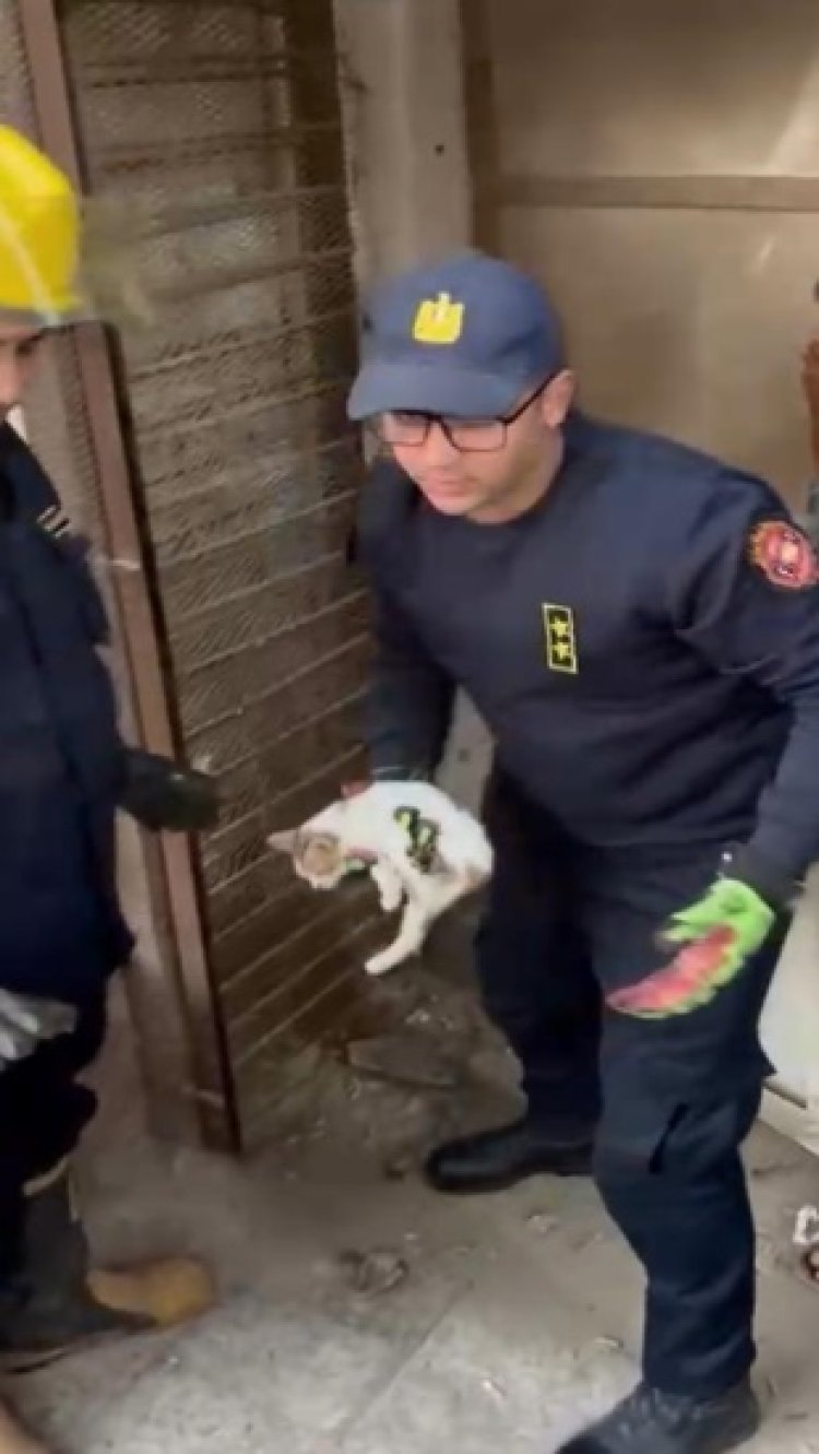 الحماية المدنية تنقذ قطة محتجزة داخل محل مغلق بالفيوم 