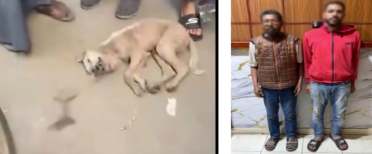 القبض على شقيقين لقيامها بإنهاء حياة كلب مريض في الشرقية 