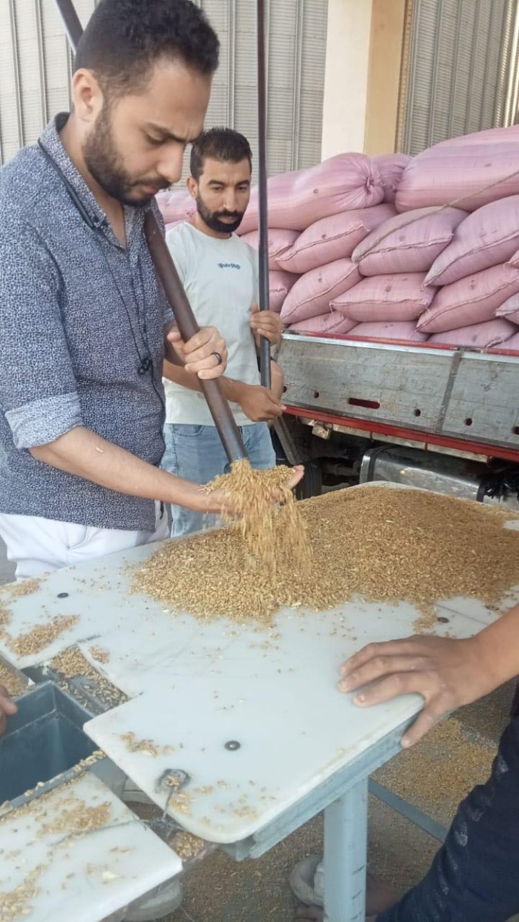 شون وصوامع المنيا تستقبل 132 ألف طن من محصول القمح