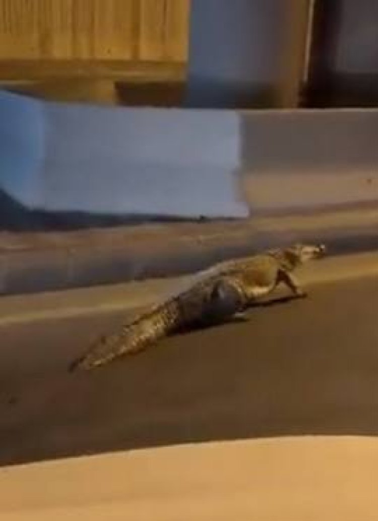 العثور على تمساح يتجول بالقرب من فيلا عصام صاصا   حدائق الأهرام 