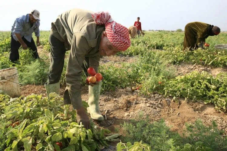 «الزراعة»: حققنا زيادة في الإنتاج نتيجة للتوسع