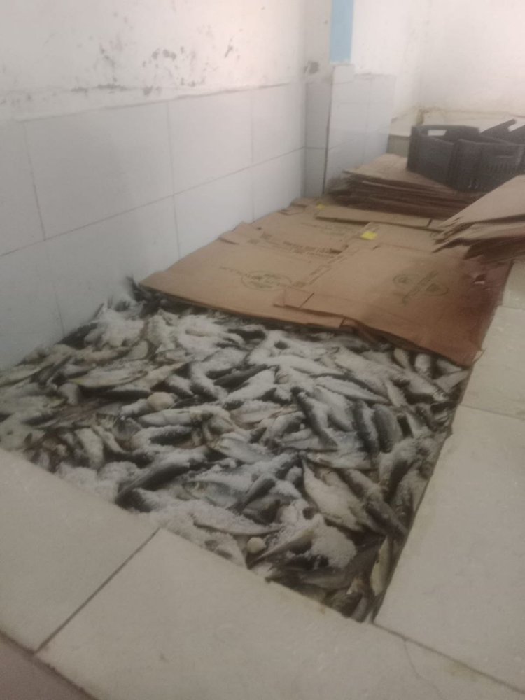 ضبط ٤ طن أسماك مدخنة و مجمدة ودواجن مخالفة بمراكز محافظة الشرقية