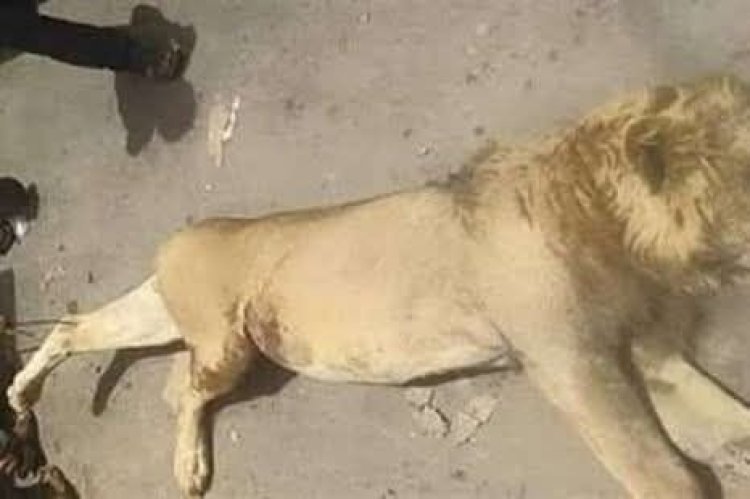 أسد ينهى حياة حارسه بحديقة حيوان الفيوم.. والأمن يقضى عليه ويخدر أسدين آخرين