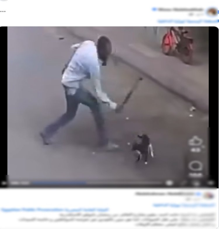 الداخلية تكشف عن ملابسات فيديو تعذيب قطة بالإسكندرية