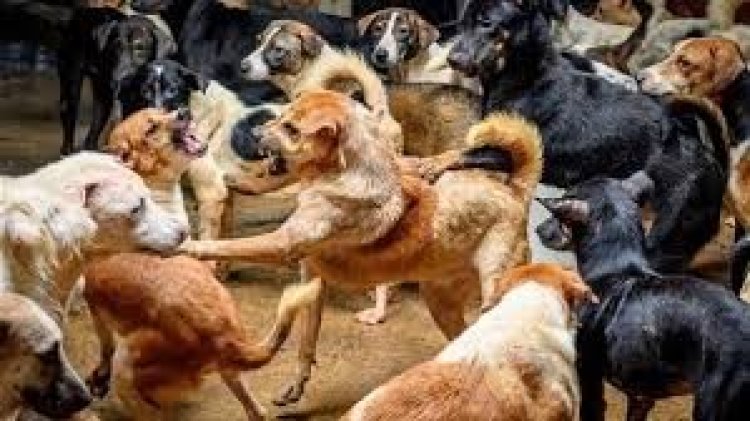 الأزهر يحسم الجدل حول حقيقة فتوى قتـل كلاب الشوارع