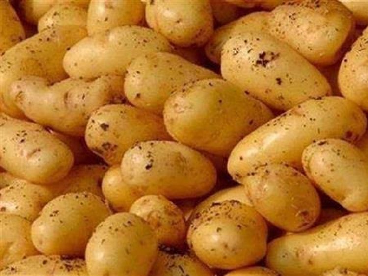 البطاطس بالمركز الأول.. السعودية والسودان وإيطاليا وليبيا أكبر الدول المستقبلة للصادرات المصرية