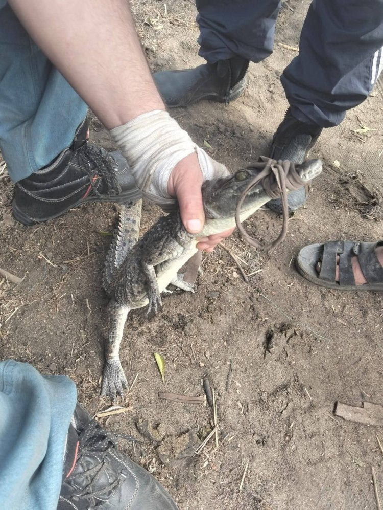 بعد أسبوع من الرعب … الأمساك بتمساح ترعة الزوامل فى الشرقية 