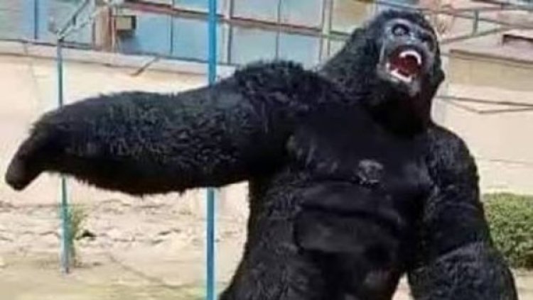 بسبب غوريلا..  طعن شقيق عريس خلال حفل خطوبة بمنشأة القناطر