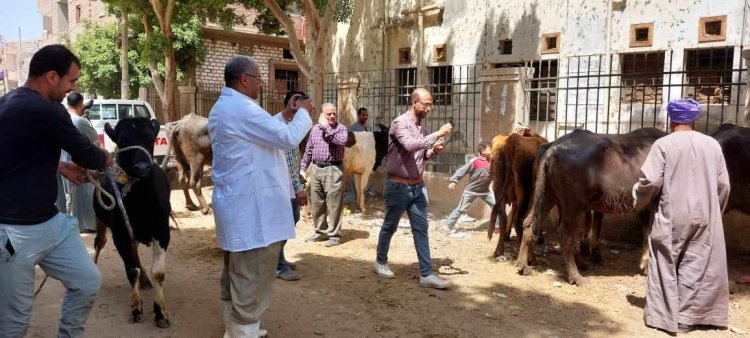 تقديم الخدمات البيطرية لـ 490 رأس ماشية خلال قافلة مجانية بقرية الحواصلية بمركز المنيا