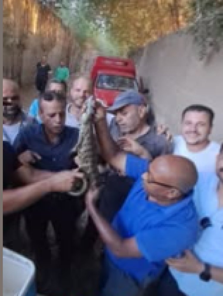 العثور على التمساح الهارب  بشبرامنت  بعد يومين من البحث