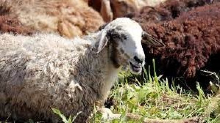 كم شخصا يجوز له الاشتراك في الأضحية؟.. لجنة الفتوى تجيب