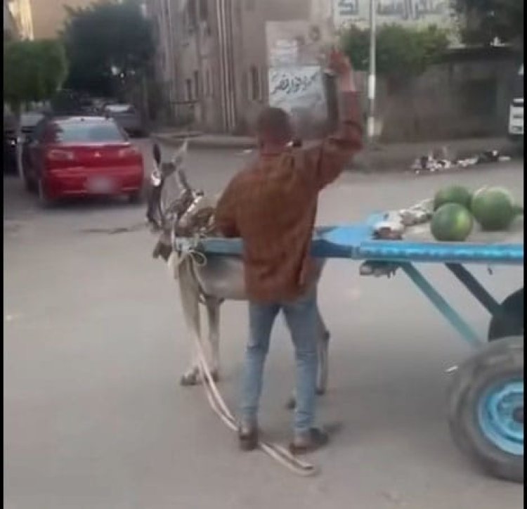 ضبط بائع خضروات لتعديه على دابة بالحجارة في البحيرة