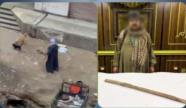 ضبط حارس عقار تعدّى على الكلاب الضالة بعصا خشبية في الطالبية
