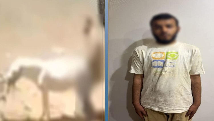ضبط متهم بالتعدي على حمار بالقليوبية وإحالته للفحص النفسي