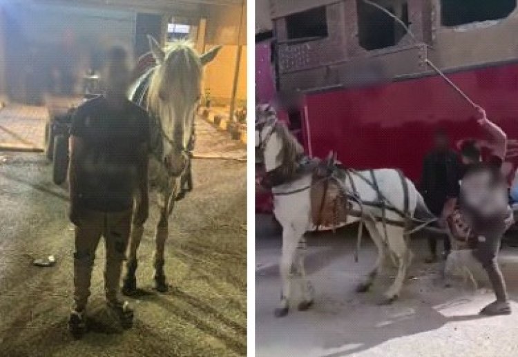 ضبط "عربجي" عذّب حصانه بكرباج فى القليوبية 